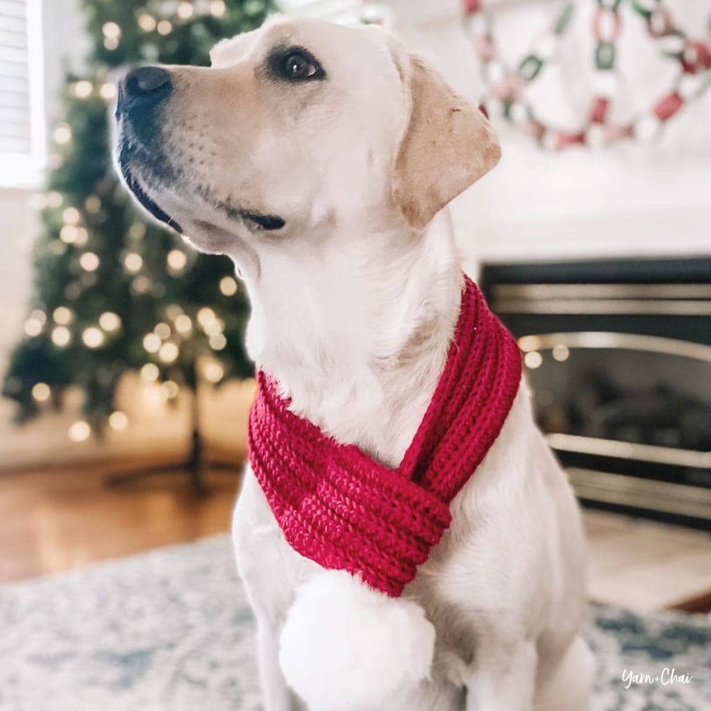 White Labrador sits in front of a Christmas tree and wears a red and white scarf.