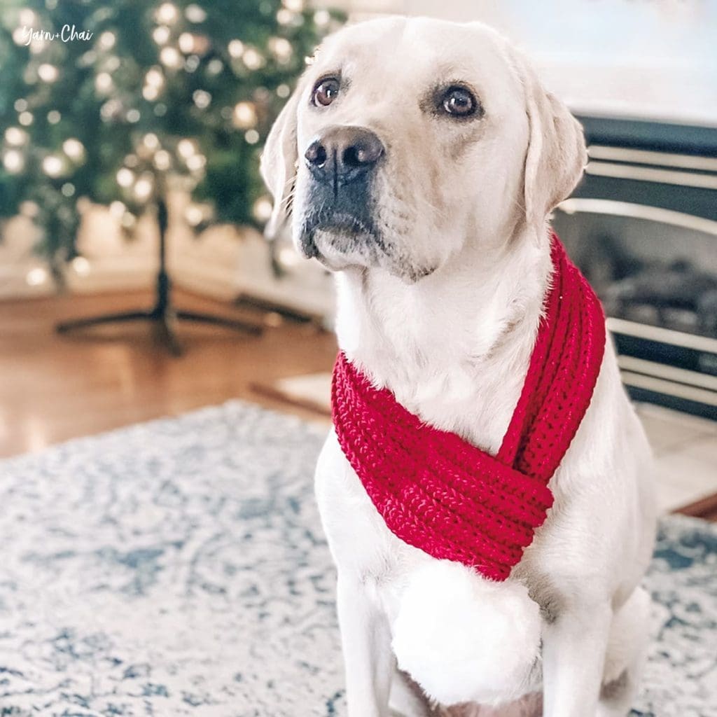 White Labrador sits in front of a Christmas tree and wears a red and white scarf.